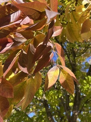 Melioides