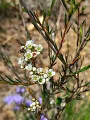 Diosma hirsuta