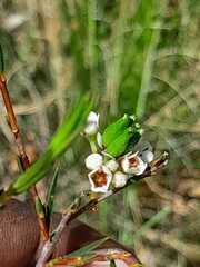Diosma hirsuta