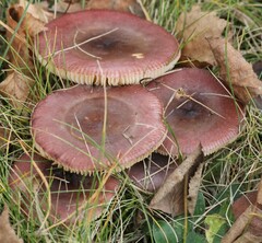 Russula versicolor