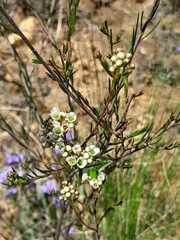 Diosma hirsuta