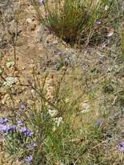 Diosma hirsuta