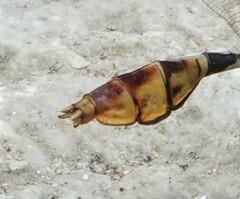 Dromogomphus spoliatus