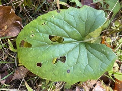 Arnoglossum atriplicifolium