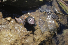 Phanaeus triangularis