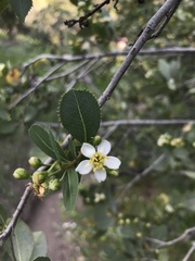 Kageneckia oblonga