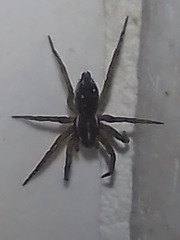 Diapontia uruguayensis