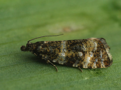 Phiaris micana