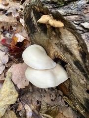 Pleurotus ostreatus
