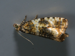 Phiaris micana