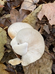 Pleurotus ostreatus
