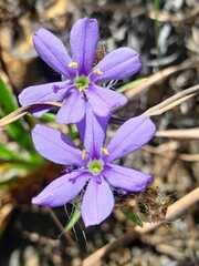 Aristea africana