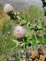 Leucospermum × hybridum