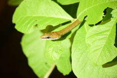 Psammophis orientalis