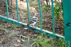 Gracupica nigricollis