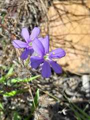 Aristea africana