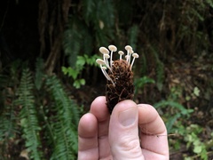 Baeospora