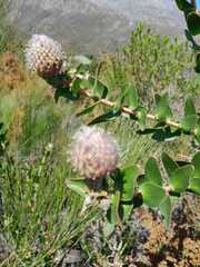 Leucospermum × hybridum