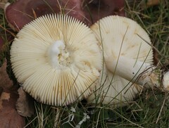 Russula versicolor