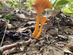 Craterellus ignicolor