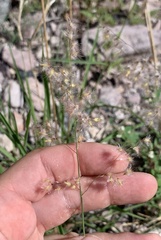 Melinis repens