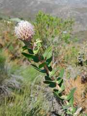 Leucospermum × hybridum