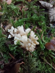 Clavulina rugosa