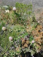 Leucospermum × hybridum