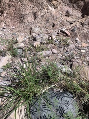 Melinis repens