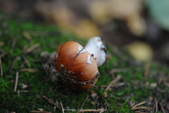 Leucocortinarius bulbiger