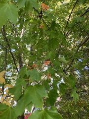 Acer rubrum