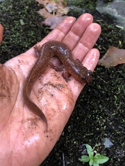 Gyrinophilus porphyriticus