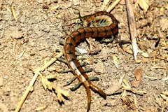Scolopendra