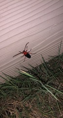 Stenaspis verticalis