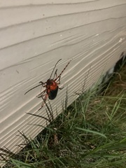 Stenaspis verticalis