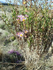 Senecio glastifolius
