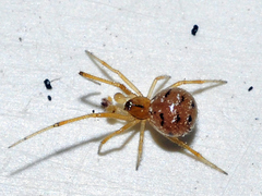 Theridion melanostictum