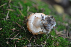 Leucocortinarius bulbiger