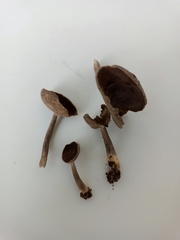 Helvella fibrosa