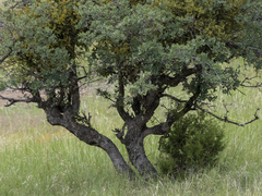 Quercus grisea