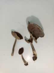 Helvella fibrosa