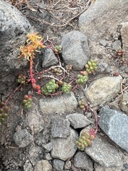 Sedum divergens