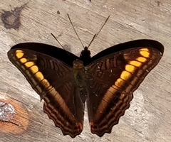 Adelpha tracta