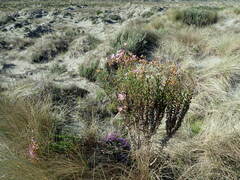 Senecio glastifolius