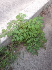 Koelreuteria paniculata