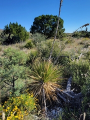Dasylirion leiophyllum