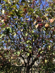 Malus prunifolia