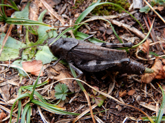 Psophus stridulus