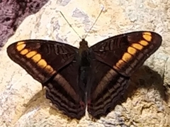 Adelpha tracta