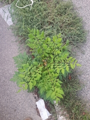 Koelreuteria paniculata